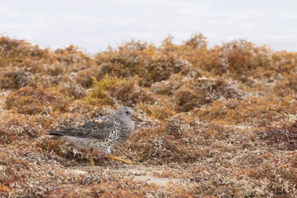 Surfbird - ML634443171