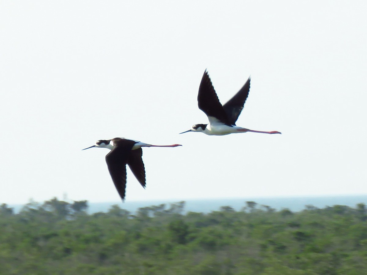 Black-necked Stilt - ML634443180