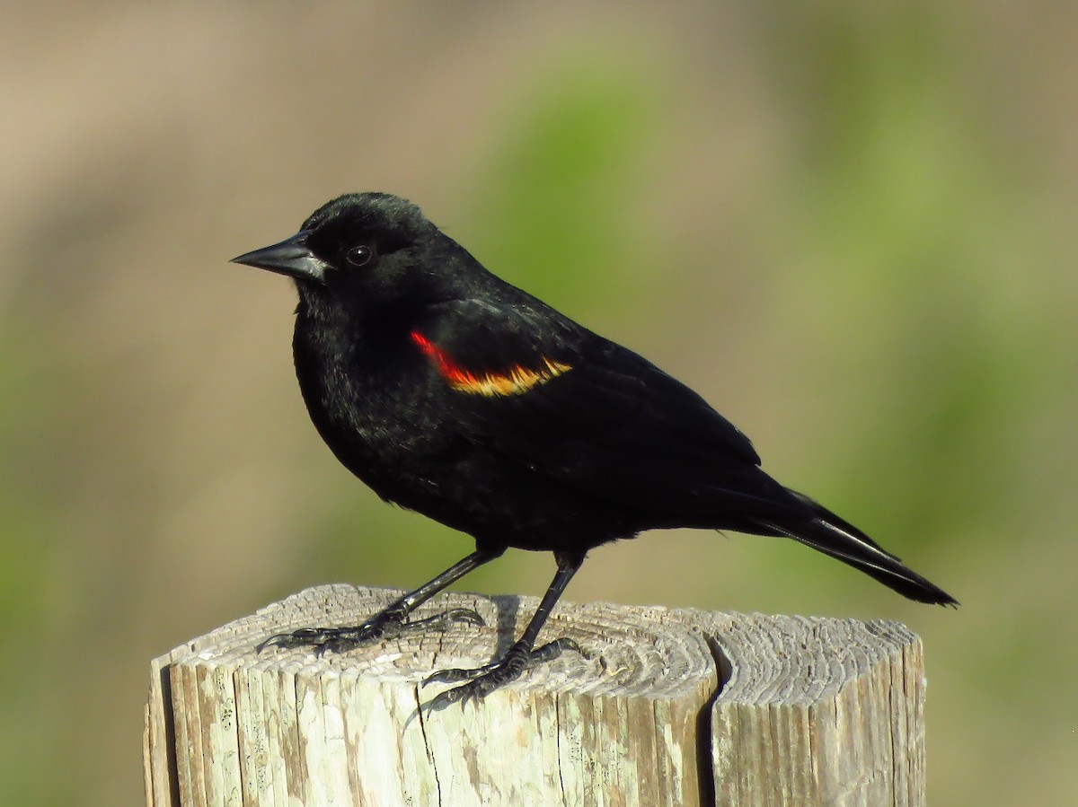 Red-winged Blackbird - ML634443213