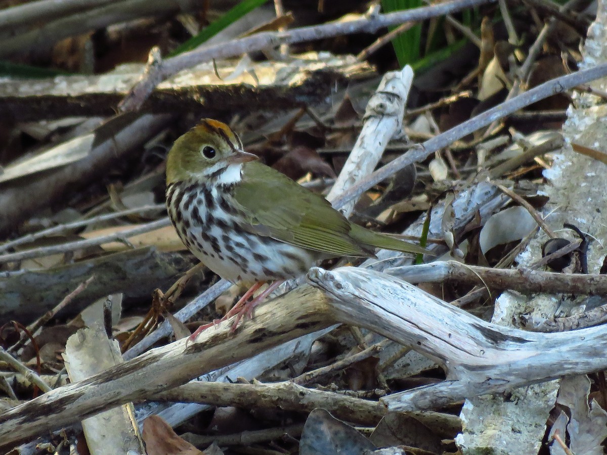 Ovenbird - ML634443216