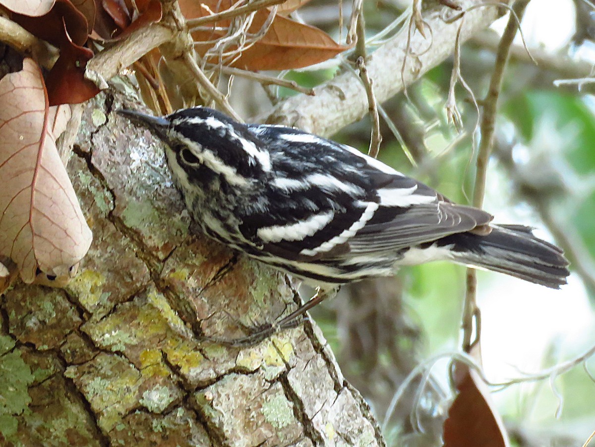Black-and-white Warbler - ML634443221