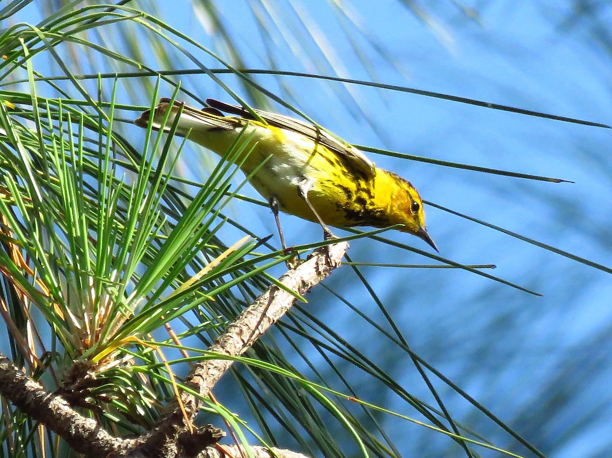 Cape May Warbler - ML634443225