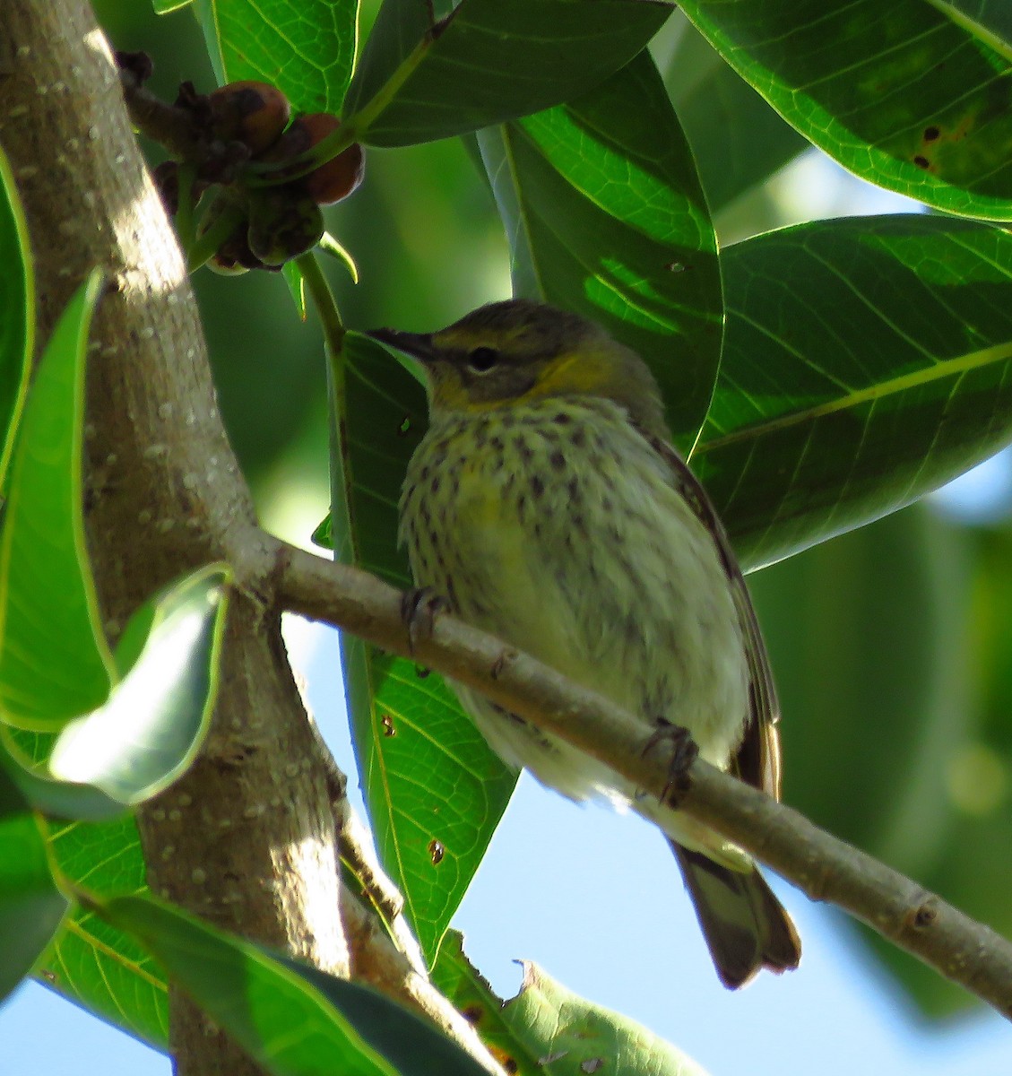 Cape May Warbler - ML634443233