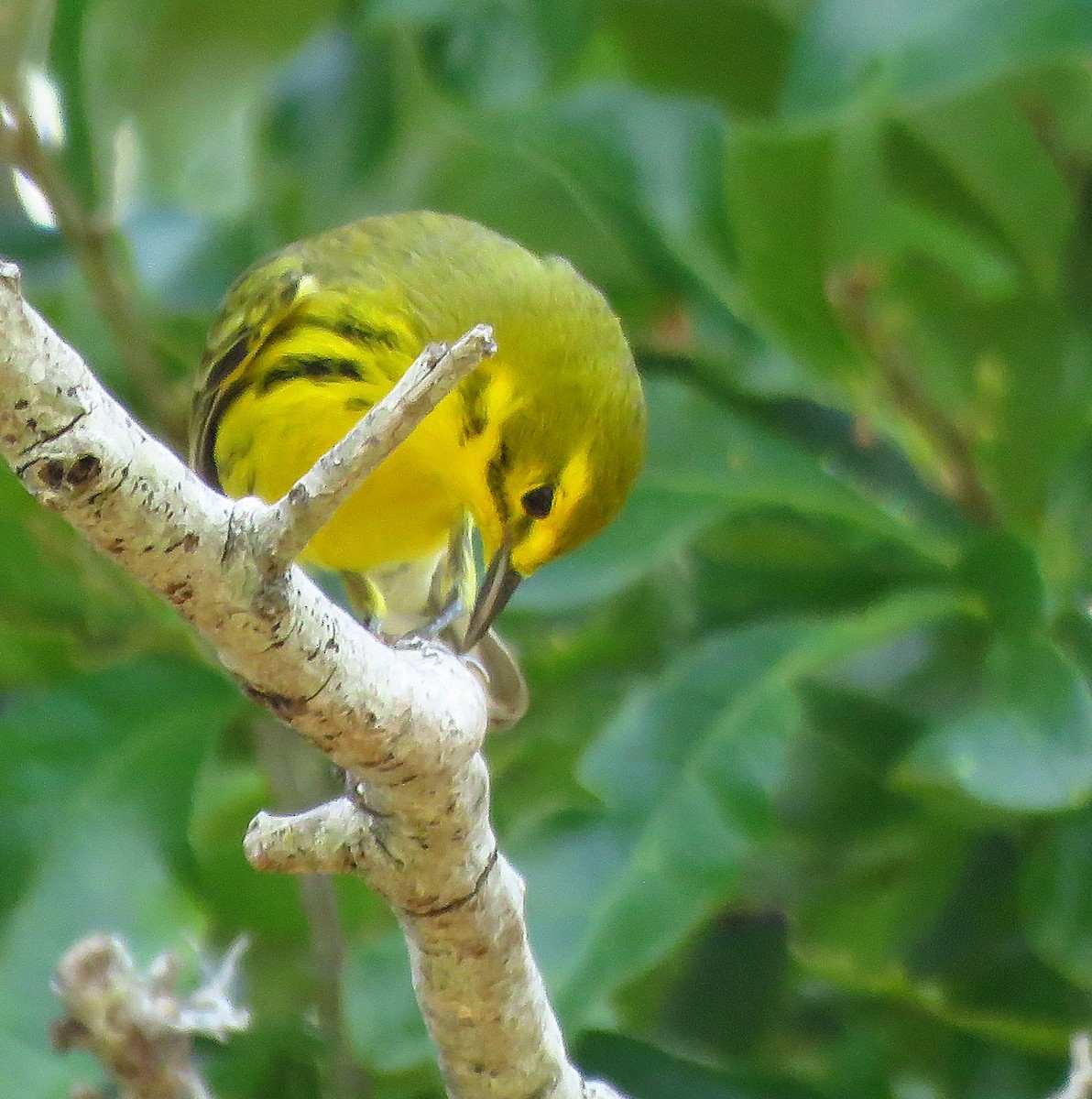 Prairie Warbler - ML634443242