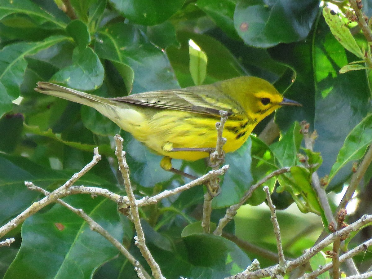 Prairie Warbler - ML634443243