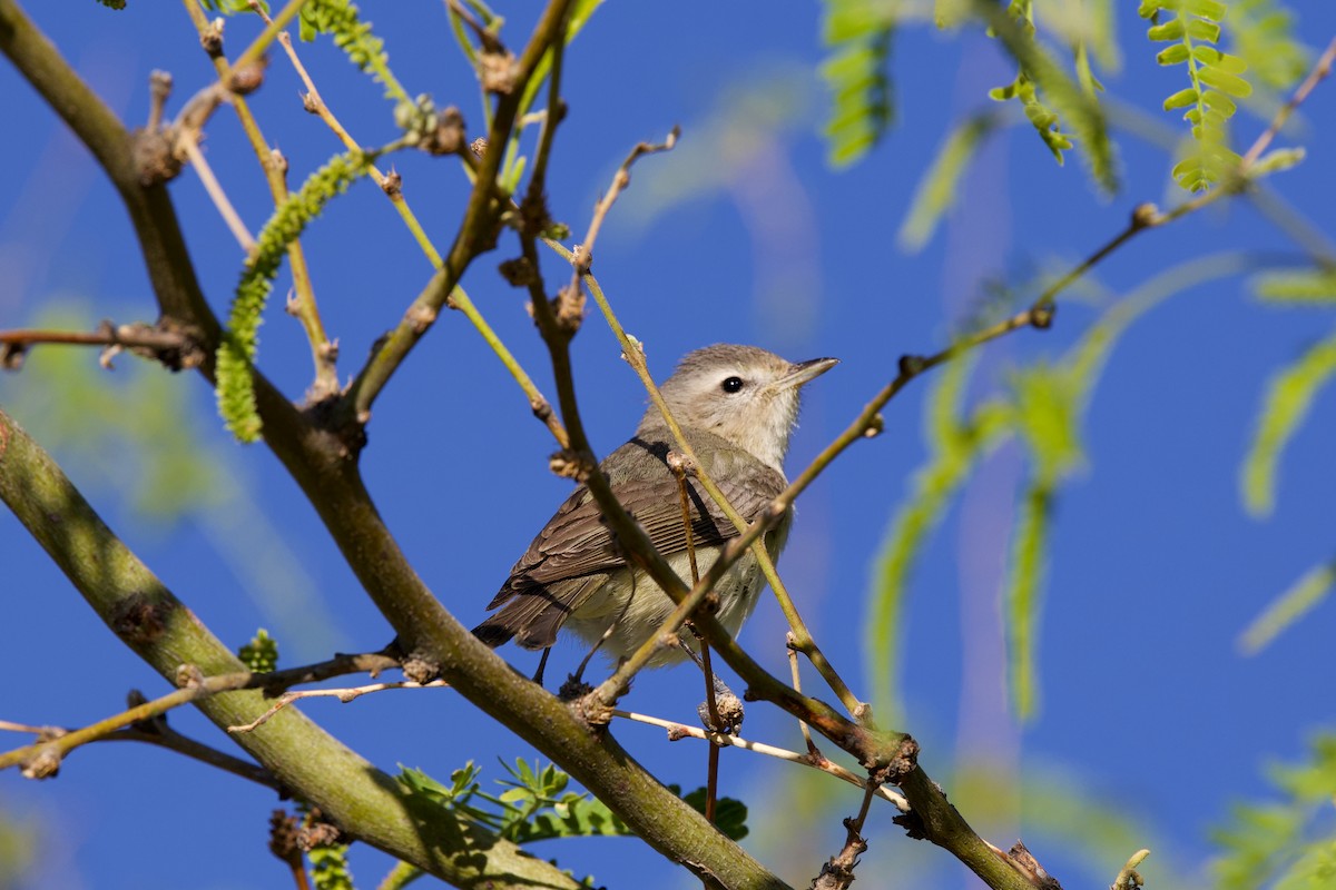 Eastern/Western Warbling Vireo - ML634443287