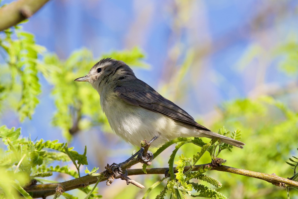 Eastern/Western Warbling Vireo - ML634443352