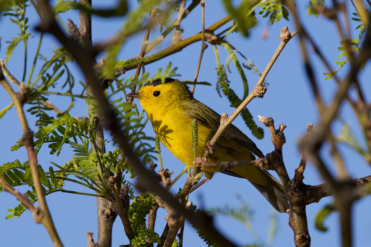 Wilson's Warbler - ML634443456