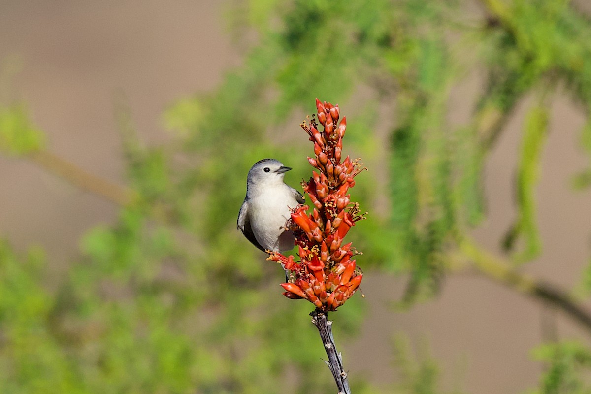 Lucy's Warbler - ML634443550