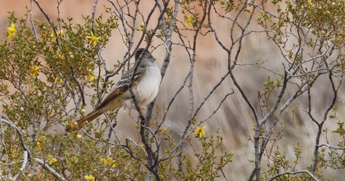 Ash-throated Flycatcher - ML634443595