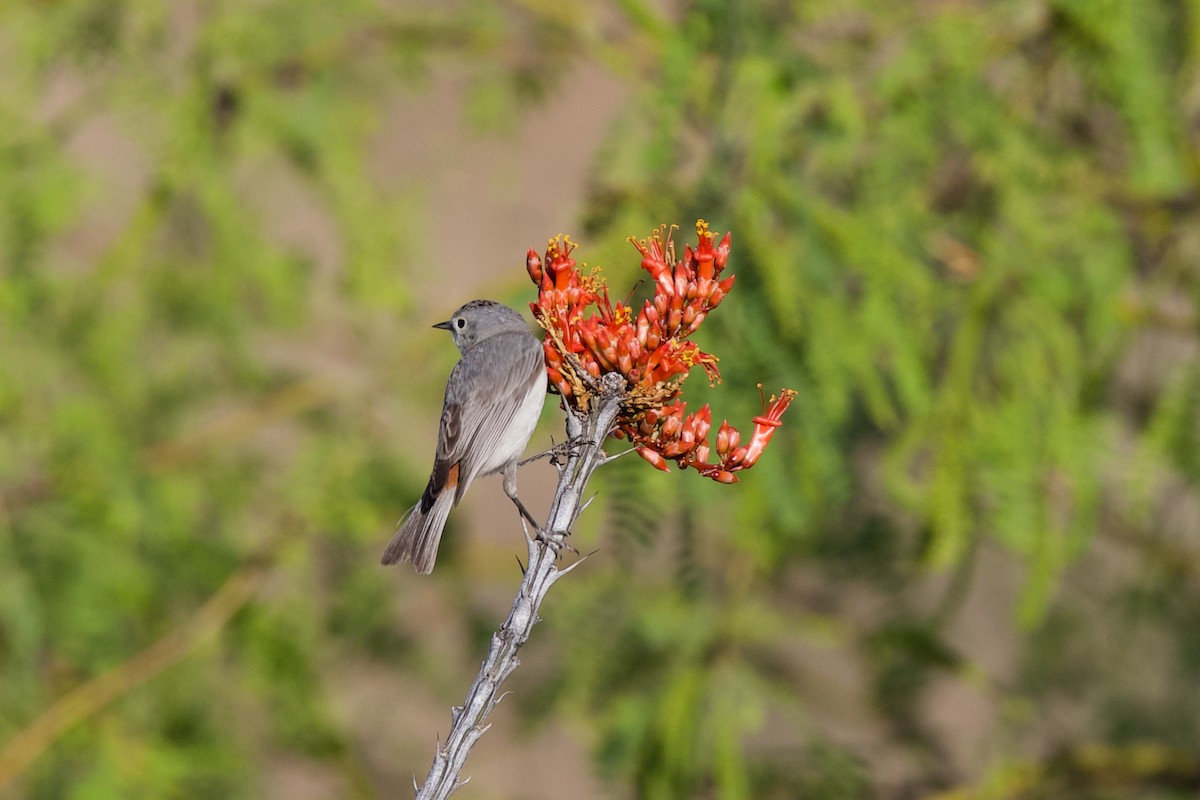 Lucy's Warbler - ML634443664