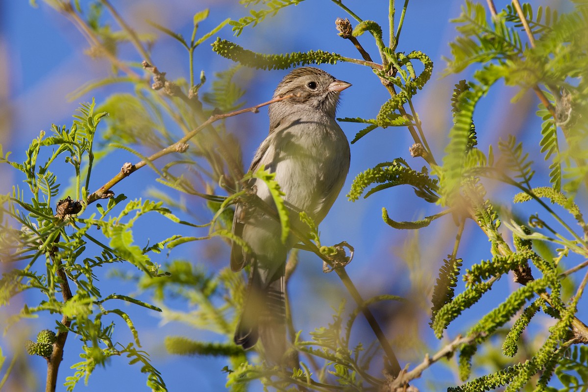 Brewer's Sparrow - ML634443773