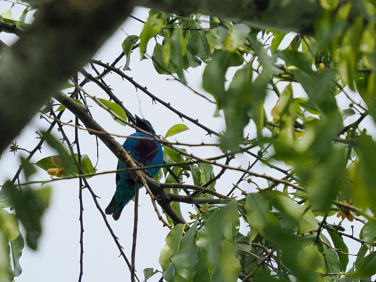 Turquoise Cotinga - ML634443865