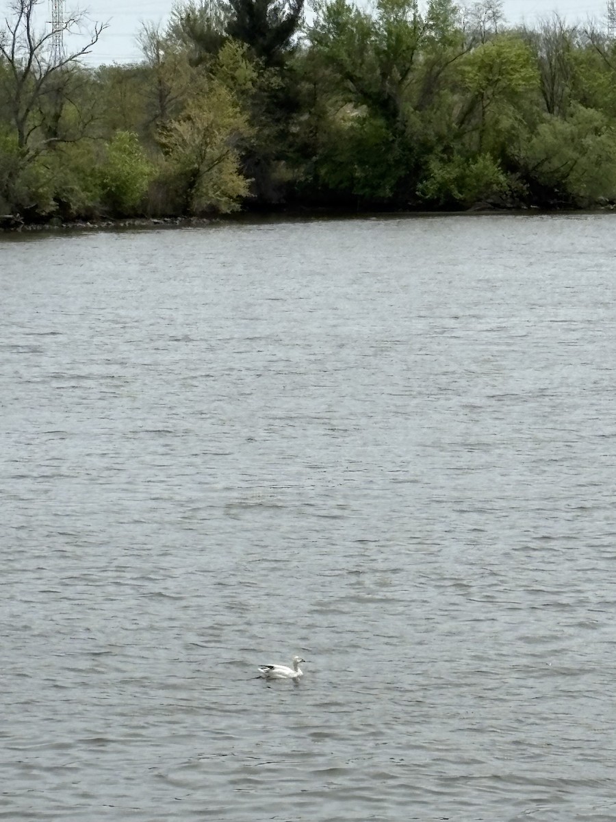 Snow Goose - ML634443878