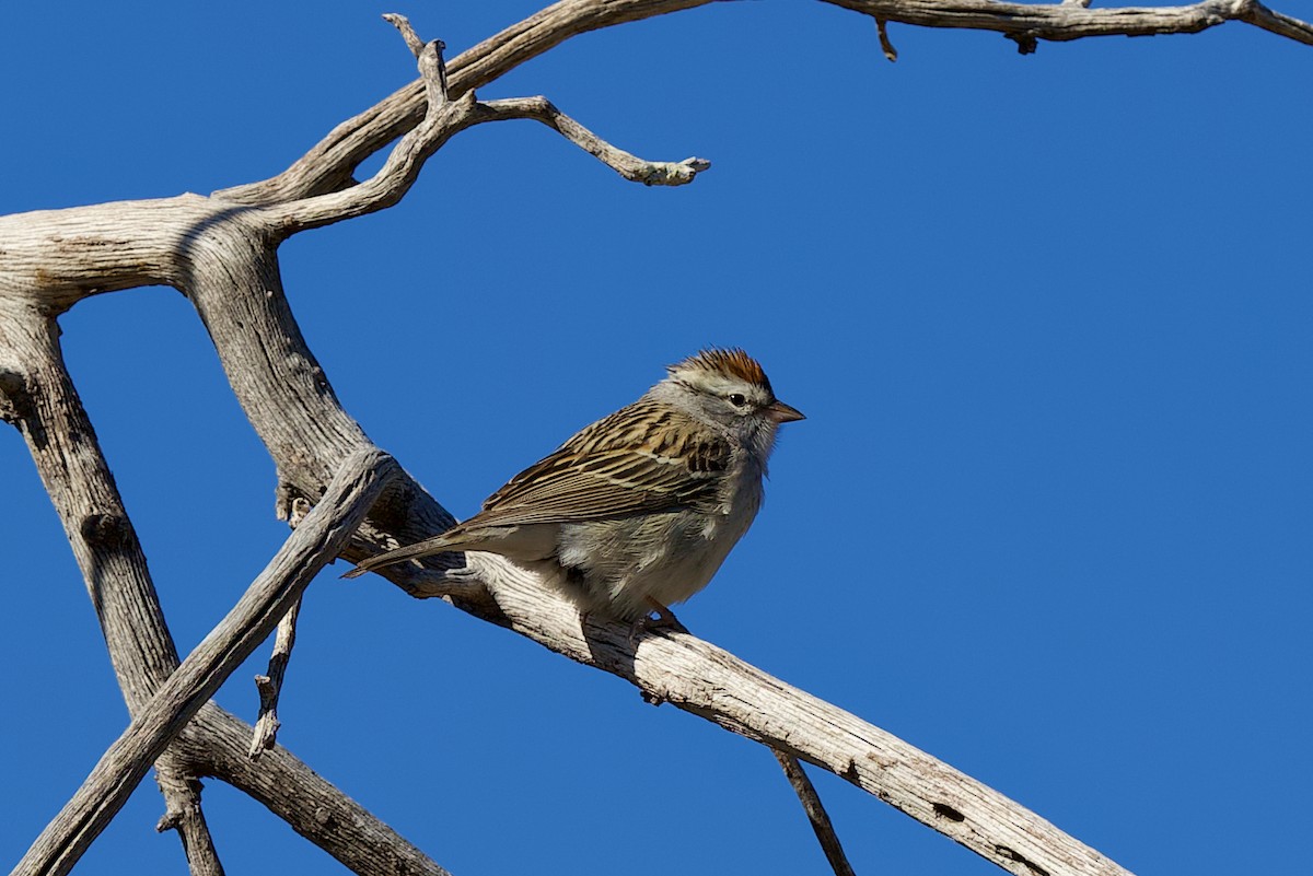 Chipping Sparrow - ML634443927