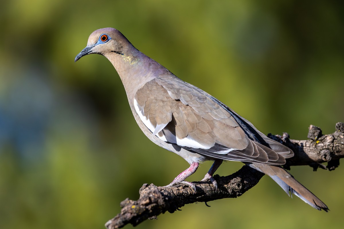 White-winged Dove - ML634443965