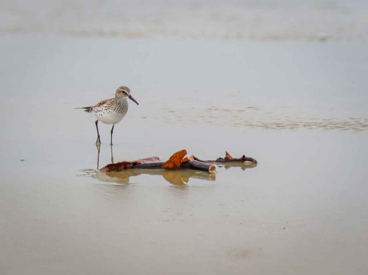 White-rumped Sandpiper - ML634443970