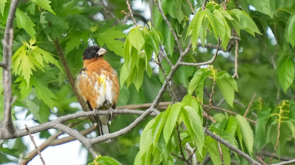 Black-headed Grosbeak - ML634444010