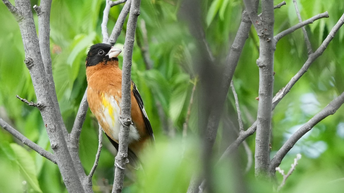 Black-headed Grosbeak - ML634444011