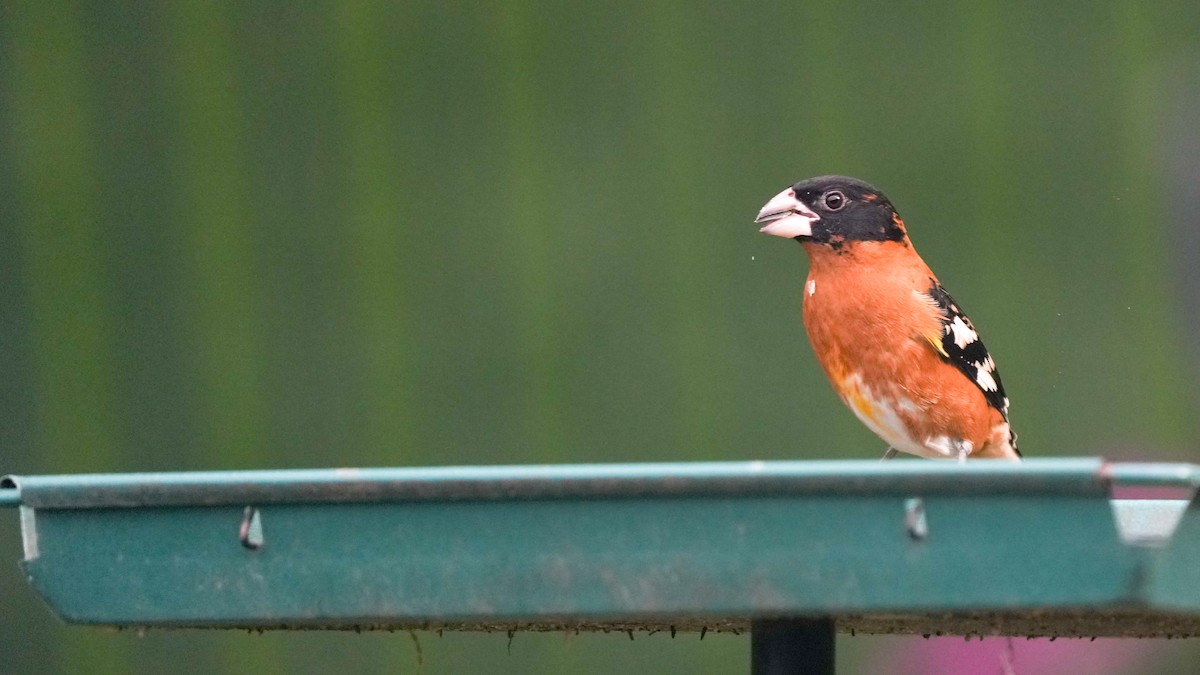 Black-headed Grosbeak - ML634444012