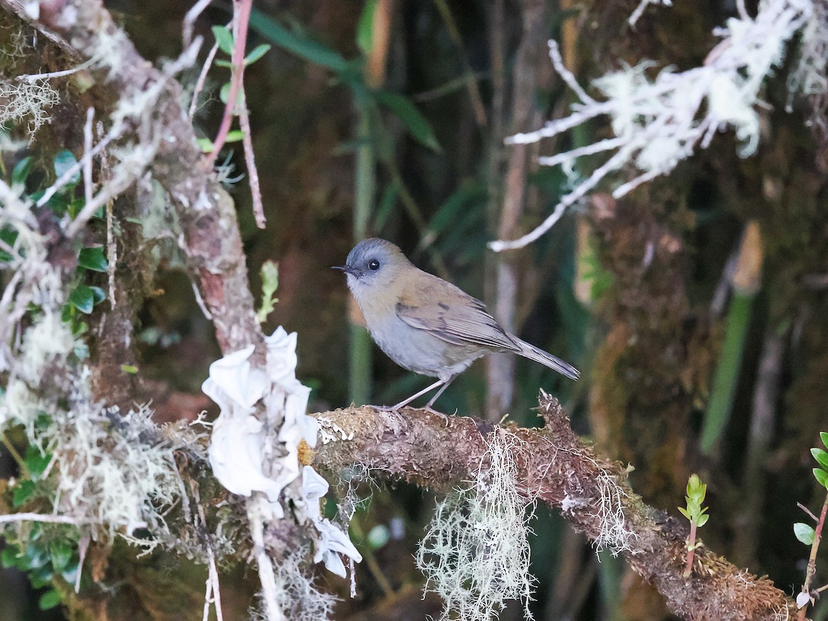 Black-billed Nightingale-Thrush - ML634444034