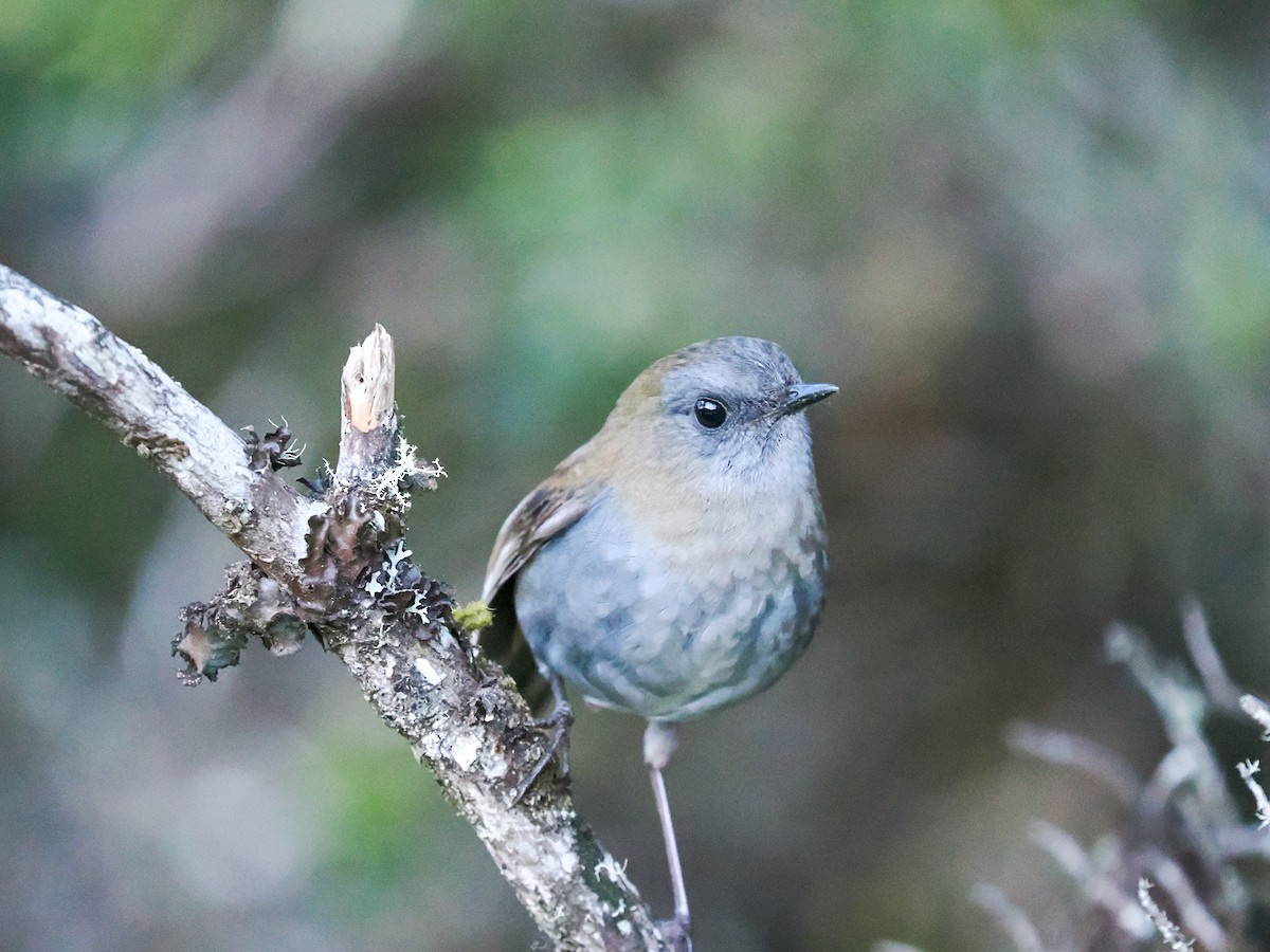 Black-billed Nightingale-Thrush - ML634444037