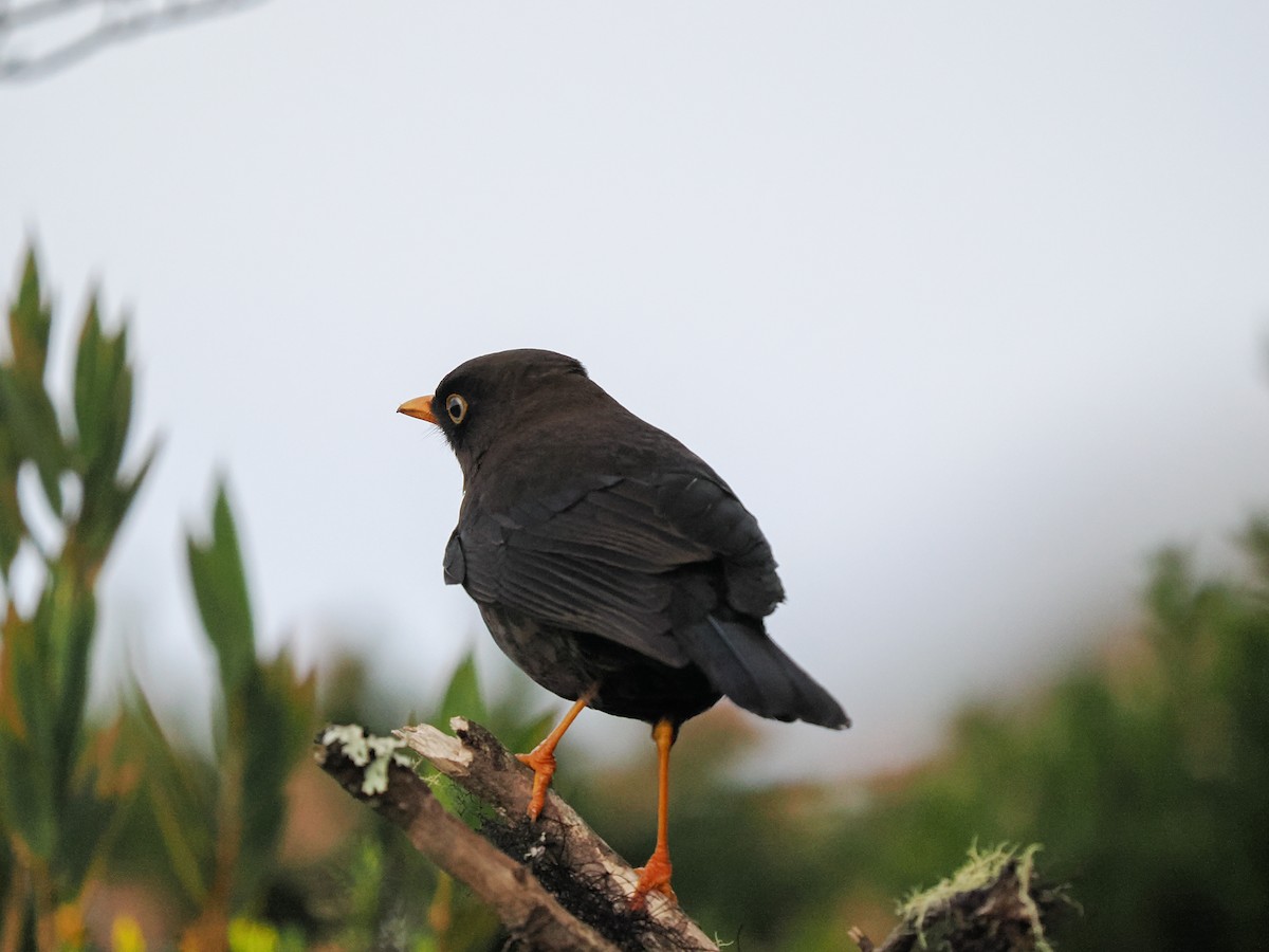 Sooty Thrush - ML634444042