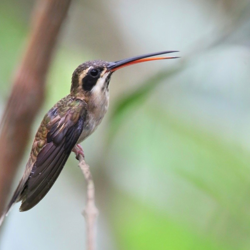 Pale-bellied Hermit - ML634444076