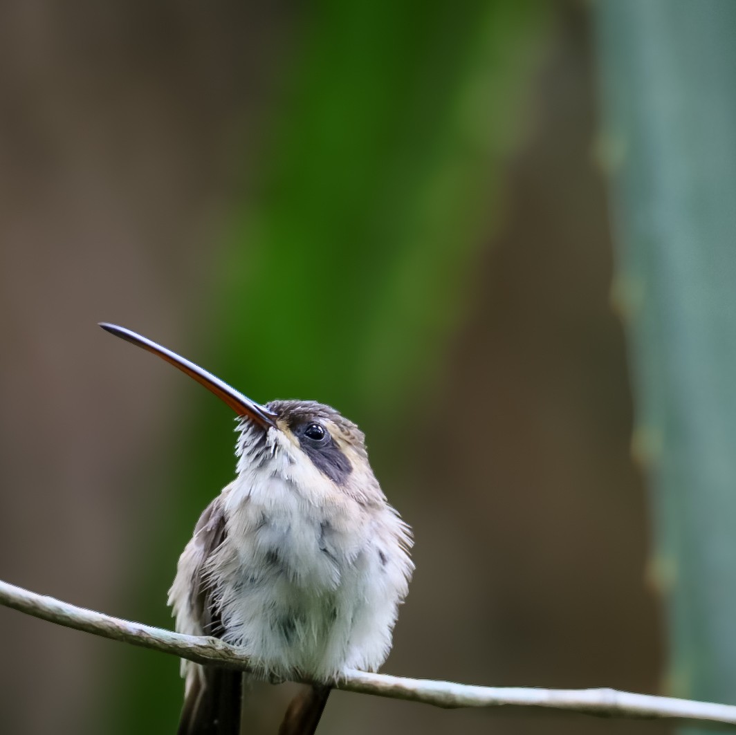Pale-bellied Hermit - ML634444077