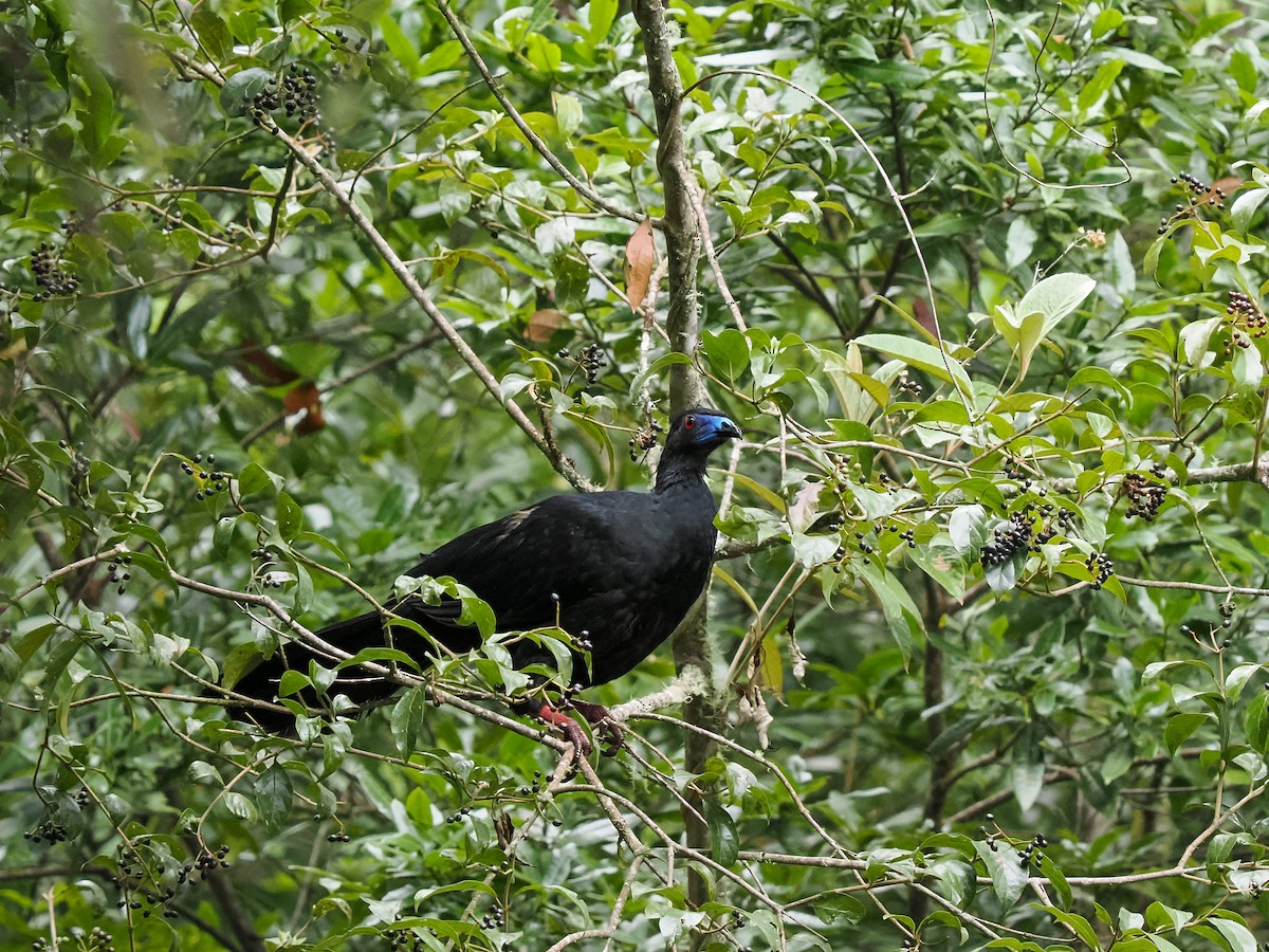 Black Guan - ML634444177