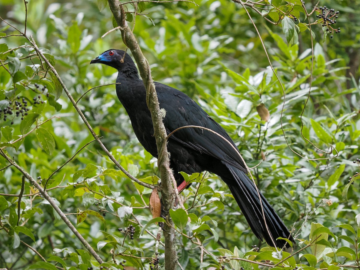 Black Guan - ML634444179