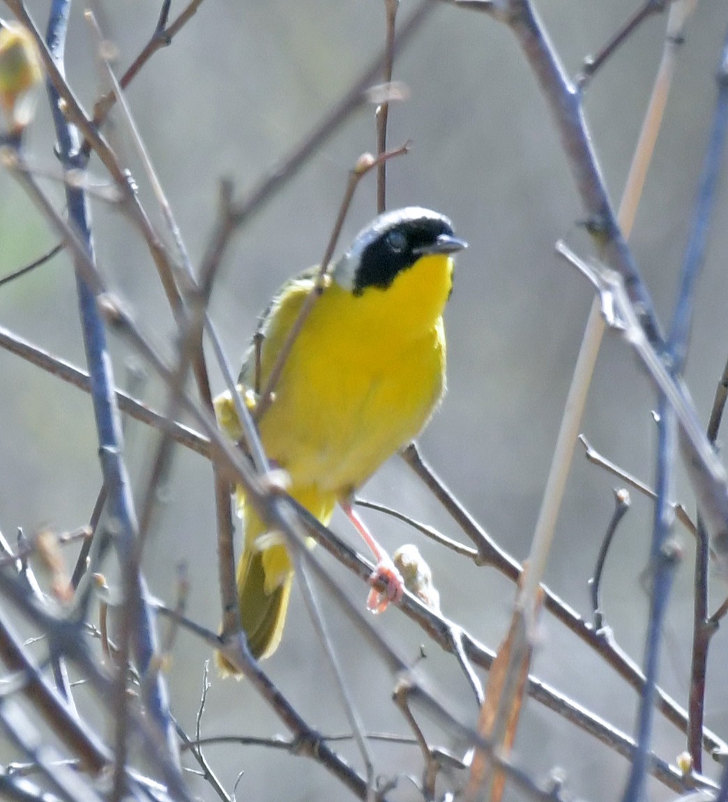 Paruline masquée - ML634444210