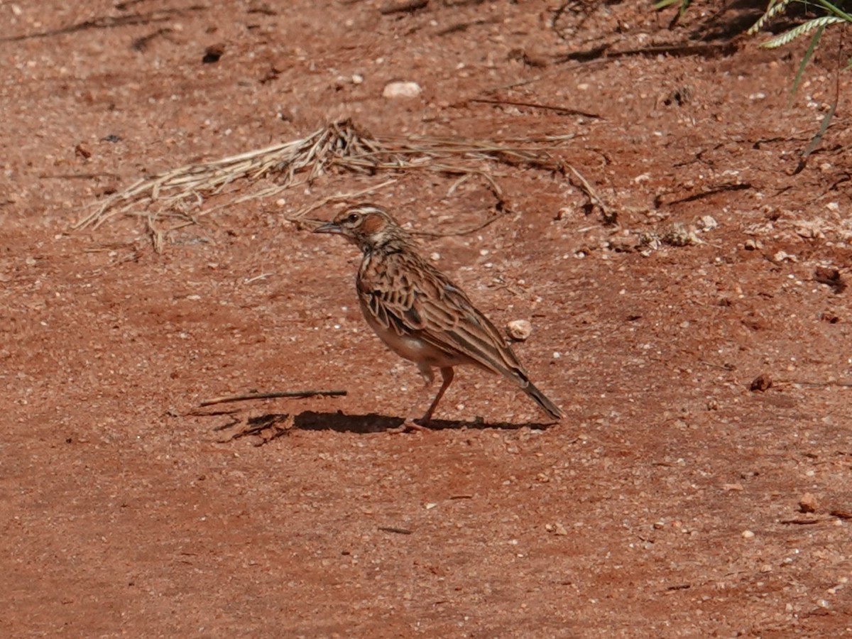 Fawn-colored Lark (Foxy) - ML634444216