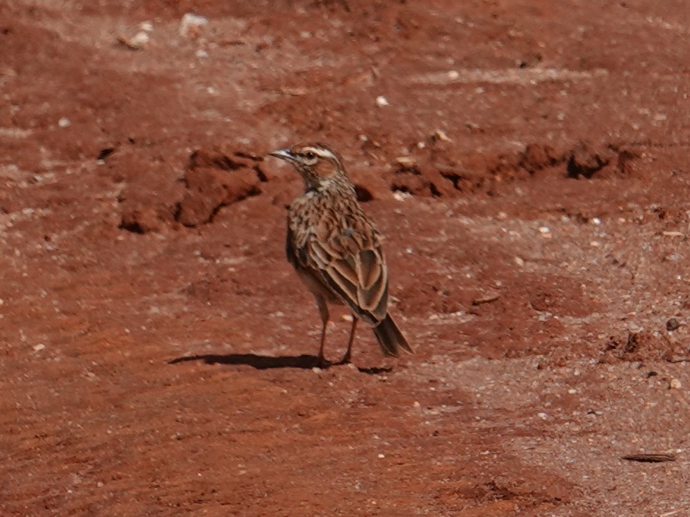 Fawn-colored Lark (Foxy) - ML634444217