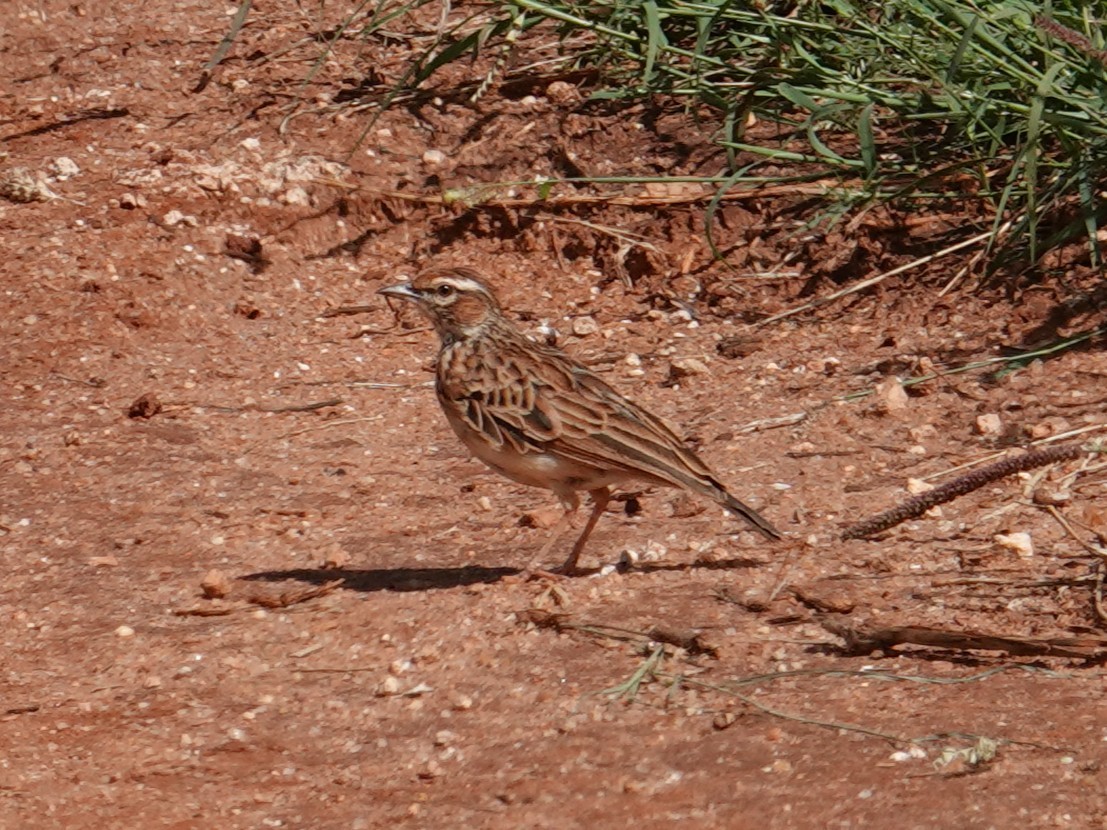 Fawn-colored Lark (Foxy) - ML634444219