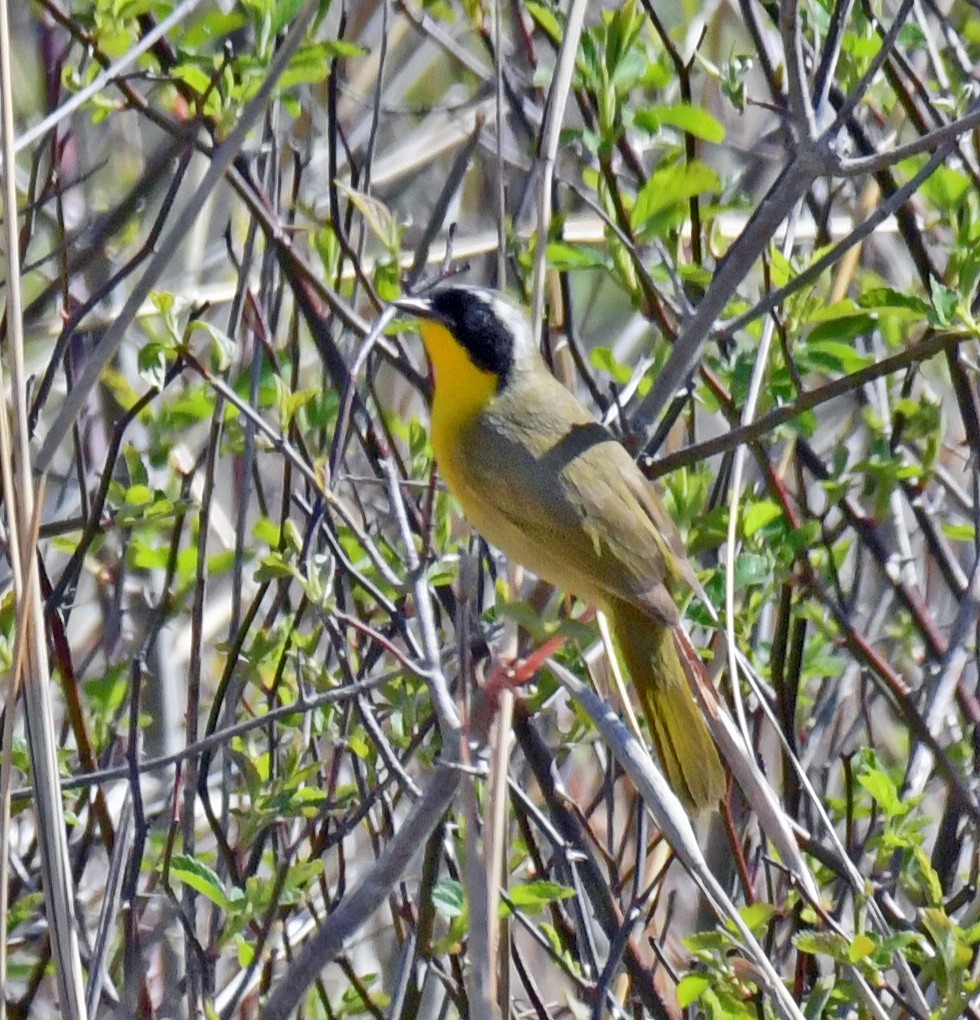 Paruline masquée - ML634444223