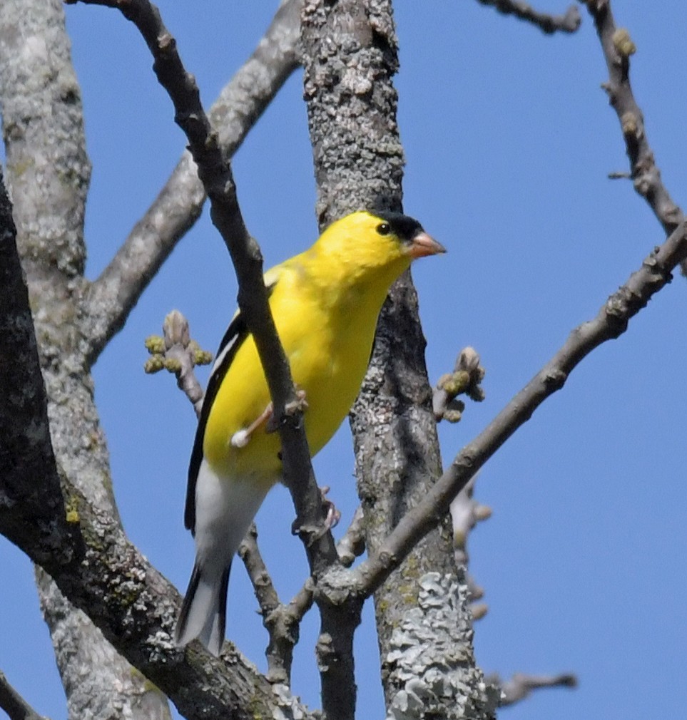 Chardonneret jaune - ML634444228