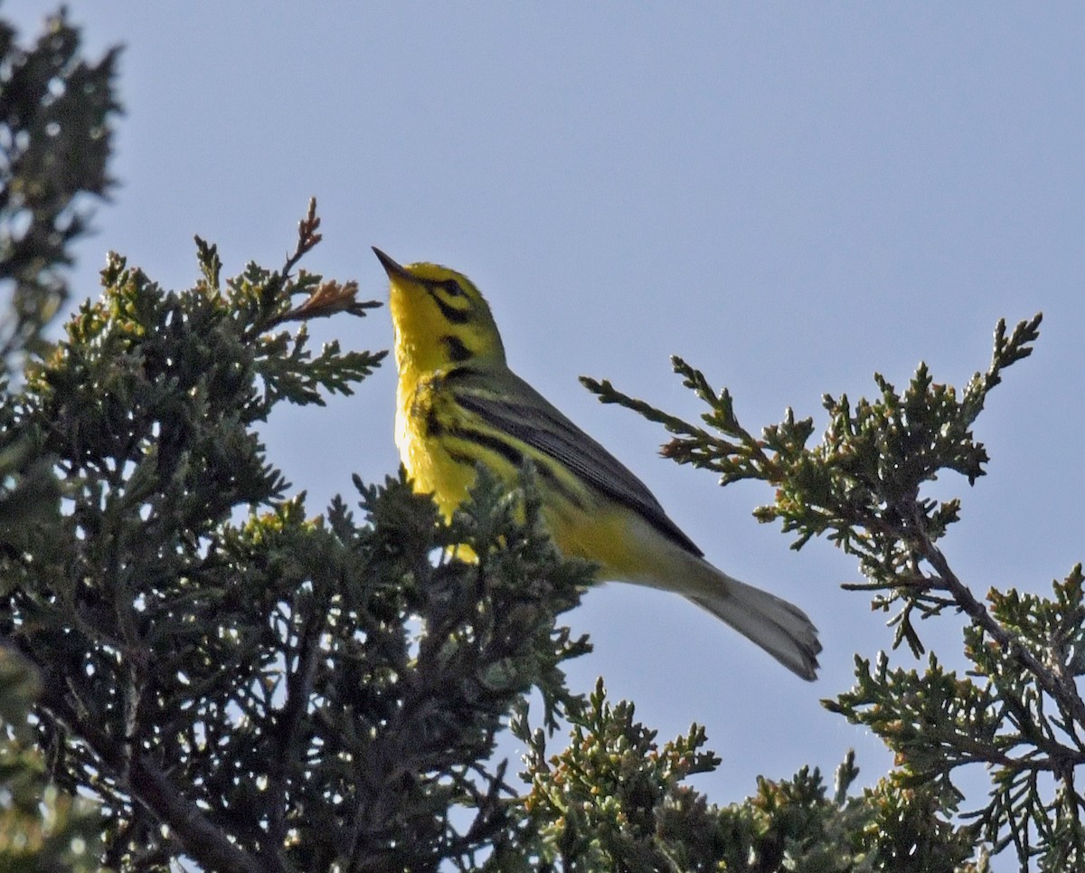 Paruline des prés - ML634444244