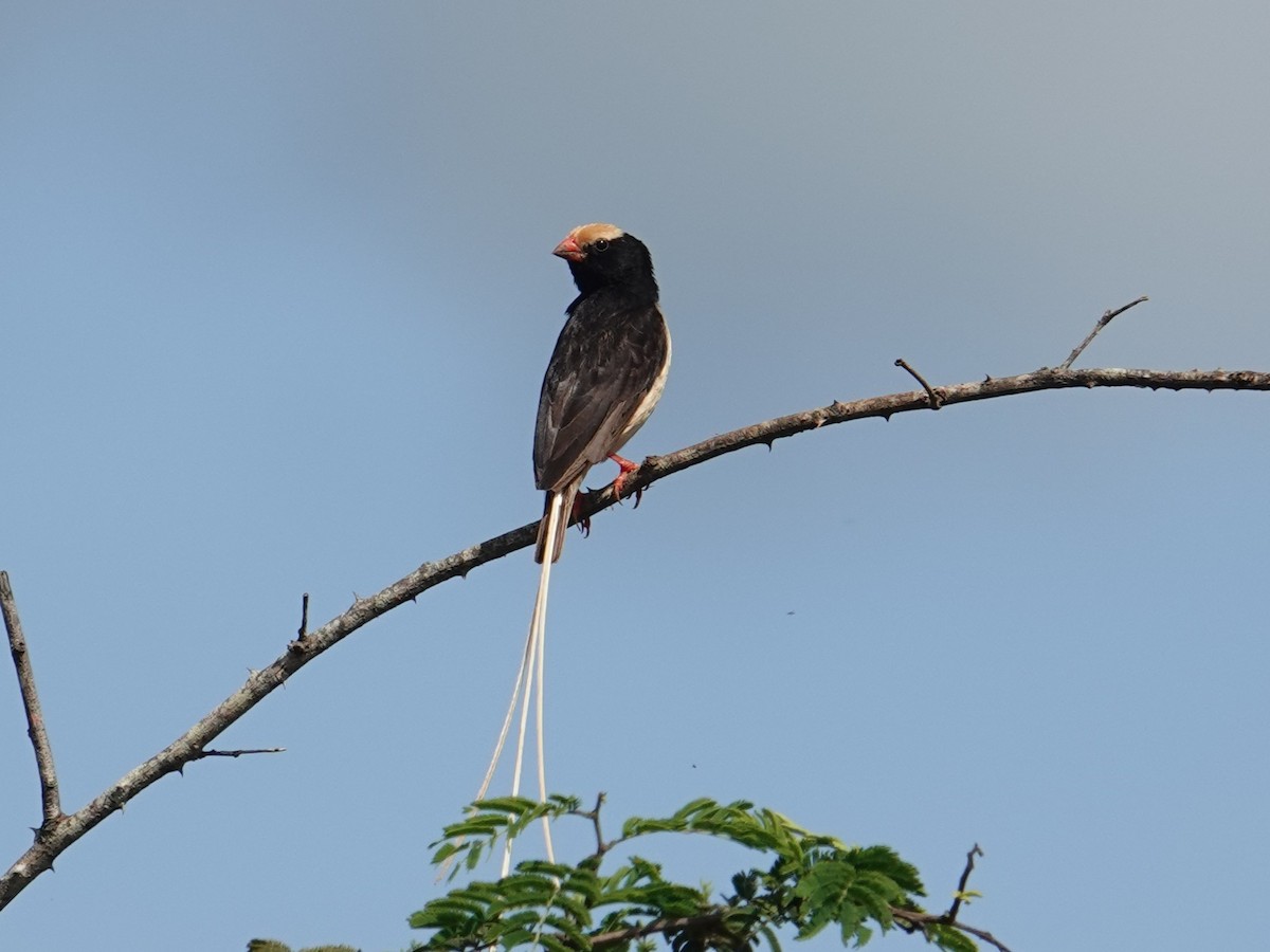 Straw-tailed Whydah - ML634444341