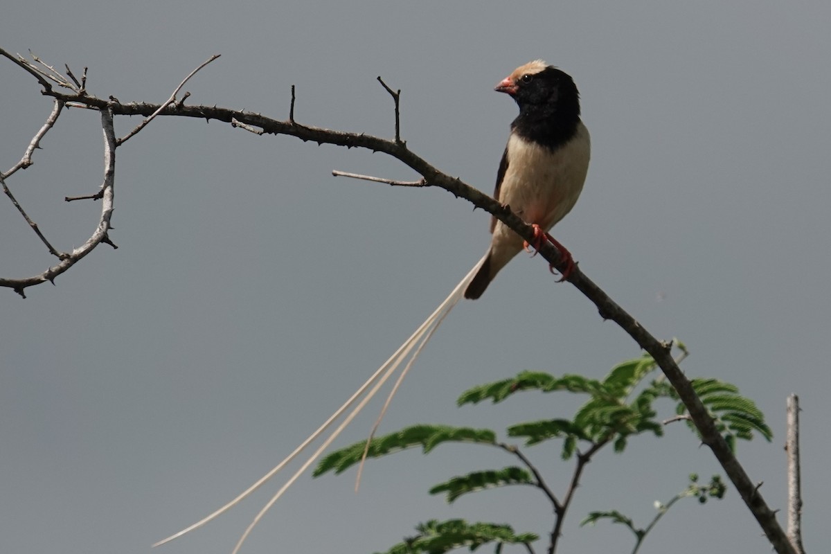 Straw-tailed Whydah - ML634444342