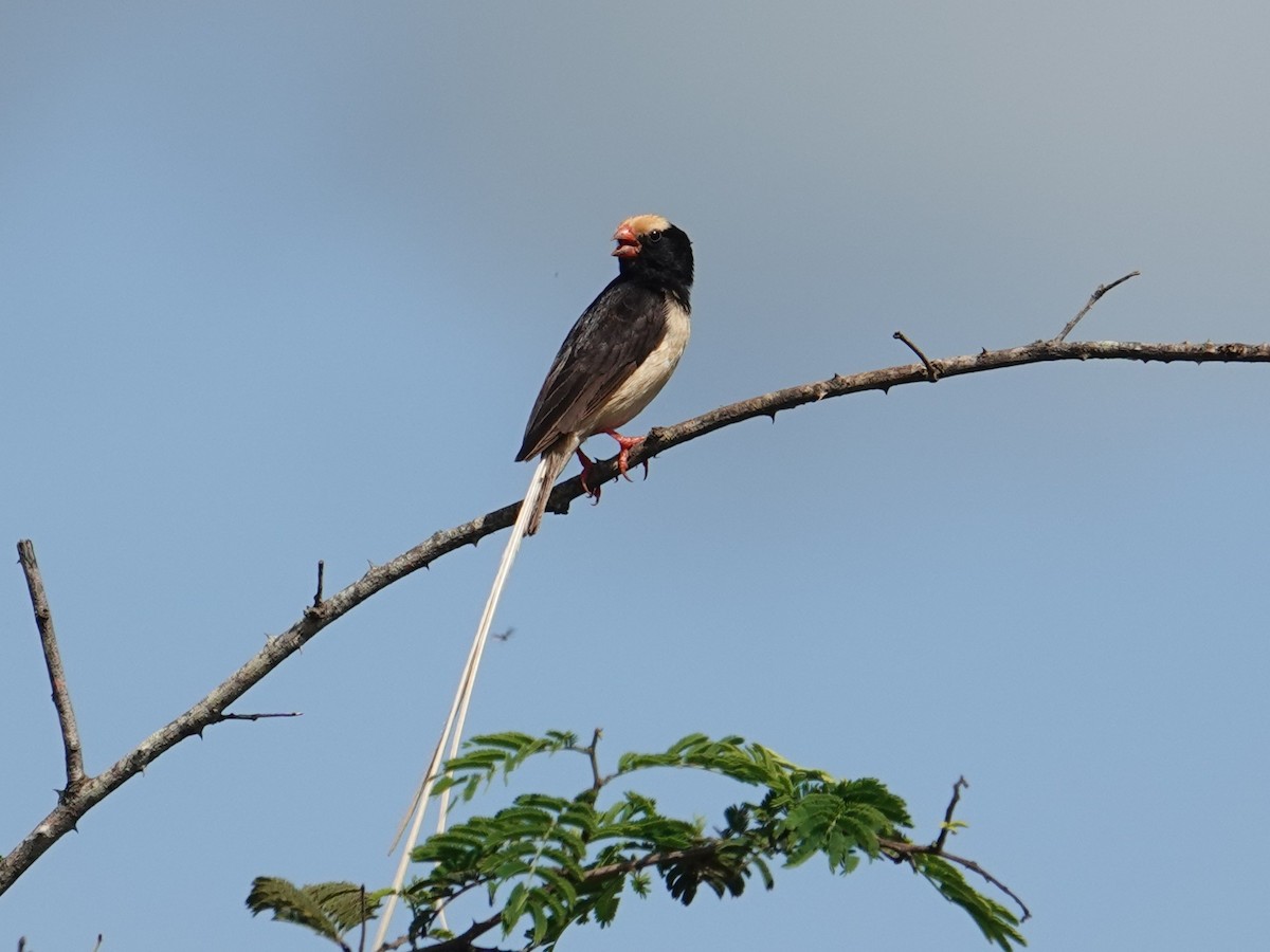 Straw-tailed Whydah - ML634444343