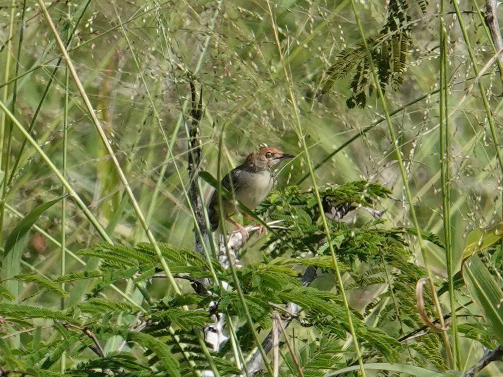 Minik Yelpazekuyruk - ML634444366