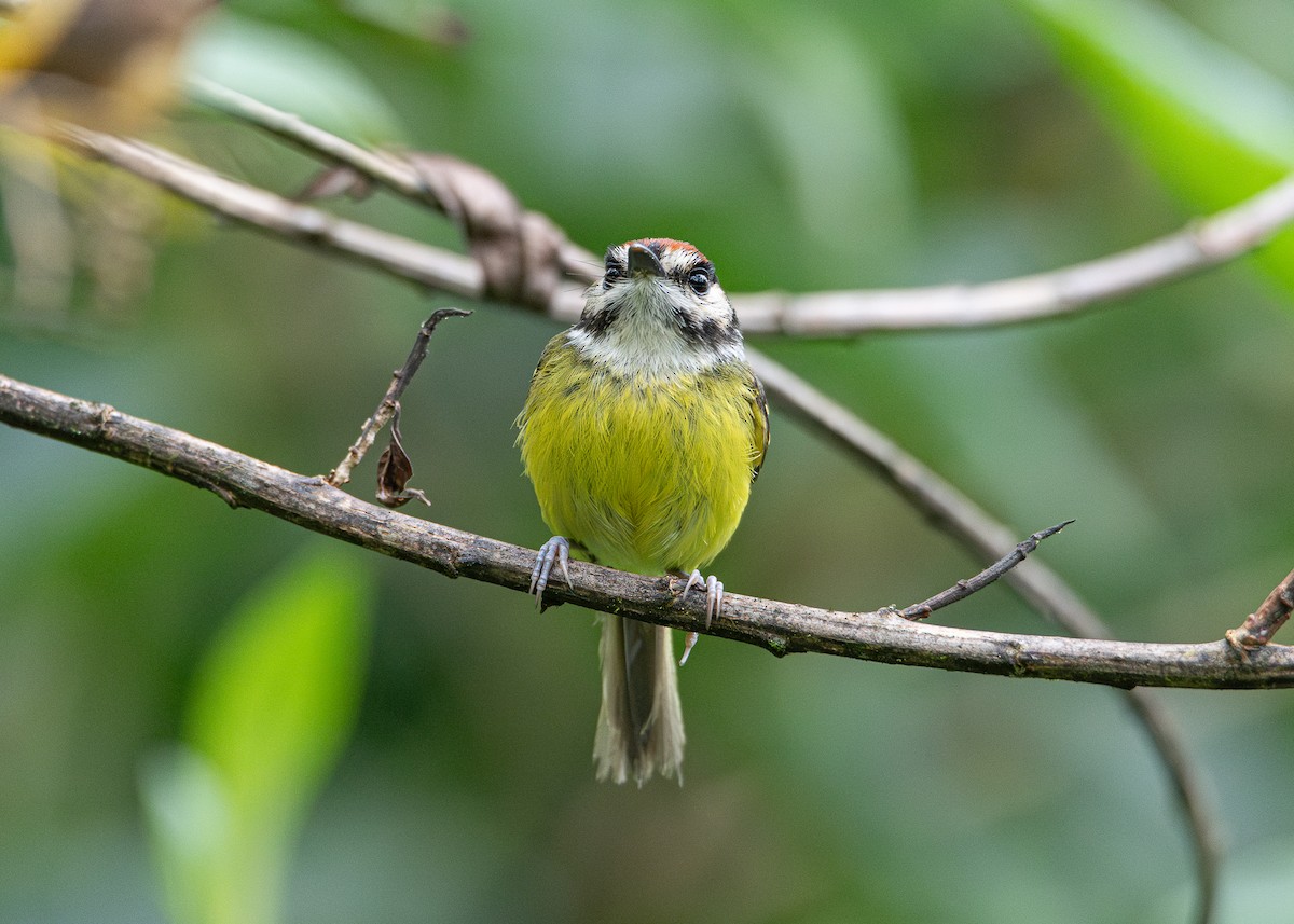 Rufous-crowned Tody-Flycatcher - ML634444410