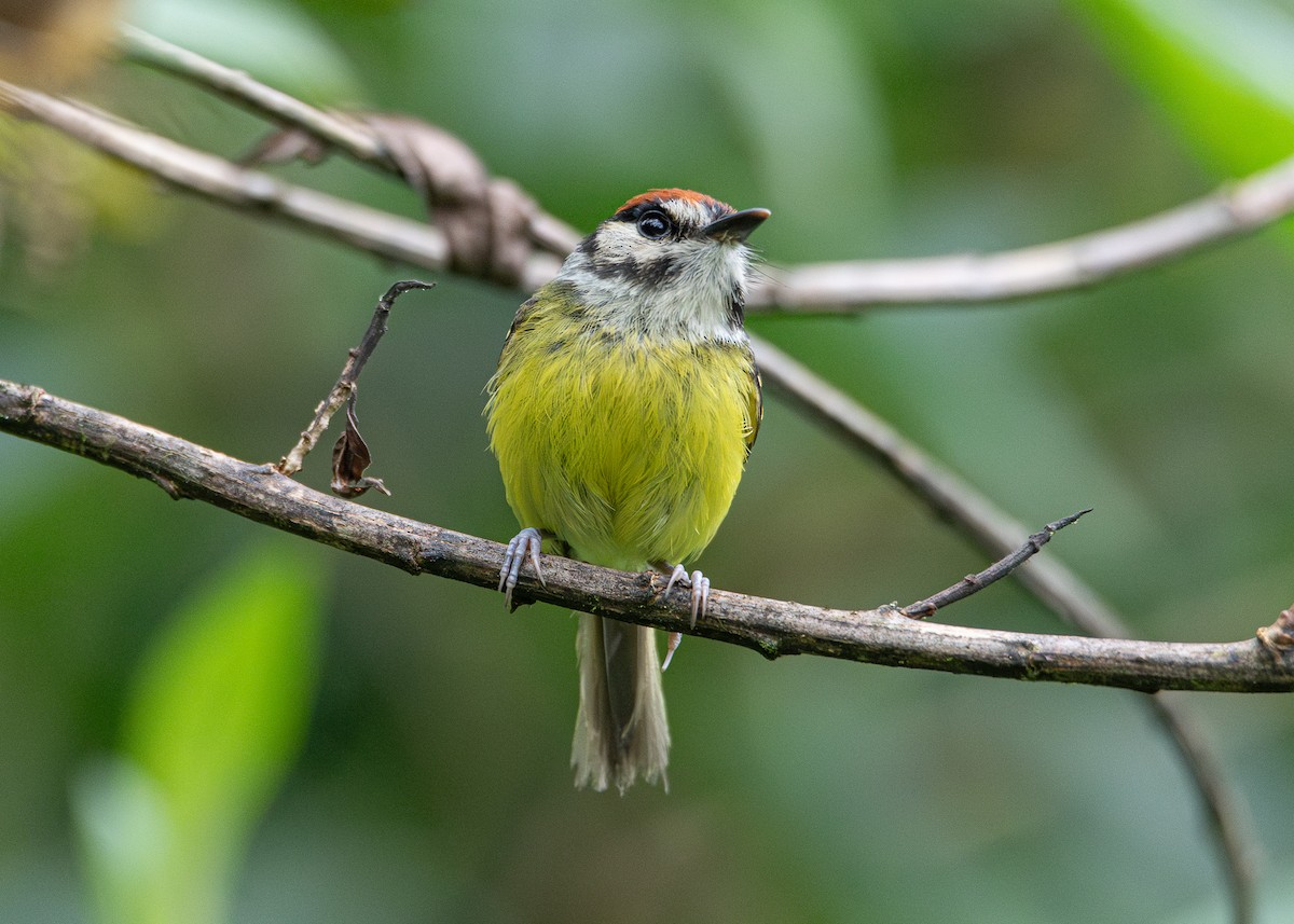 Rufous-crowned Tody-Flycatcher - ML634444411