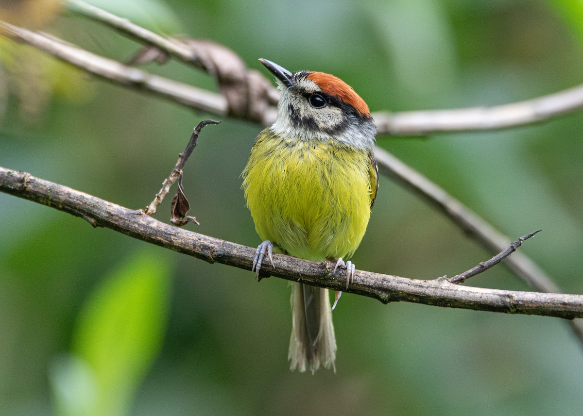 Rufous-crowned Tody-Flycatcher - ML634444412