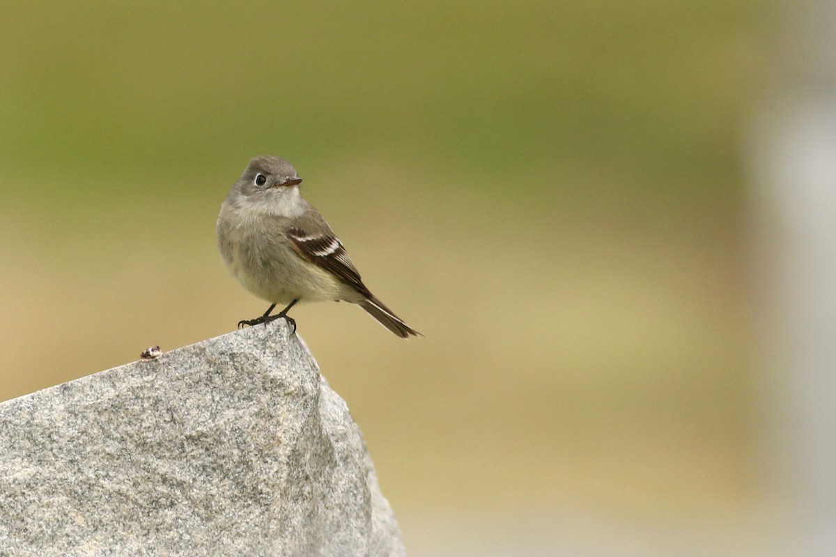 Hammond's Flycatcher - ML634444424