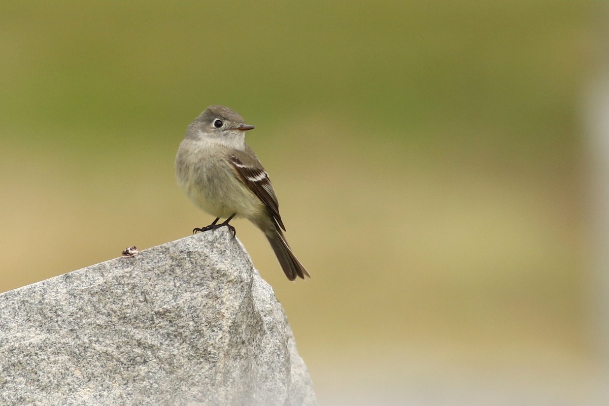 Hammond's Flycatcher - ML634444429