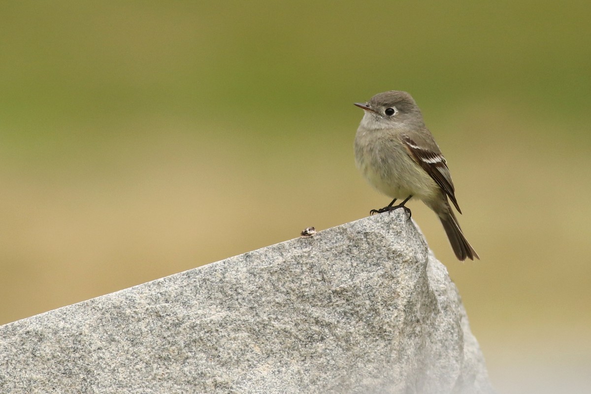 Hammond's Flycatcher - ML634444644