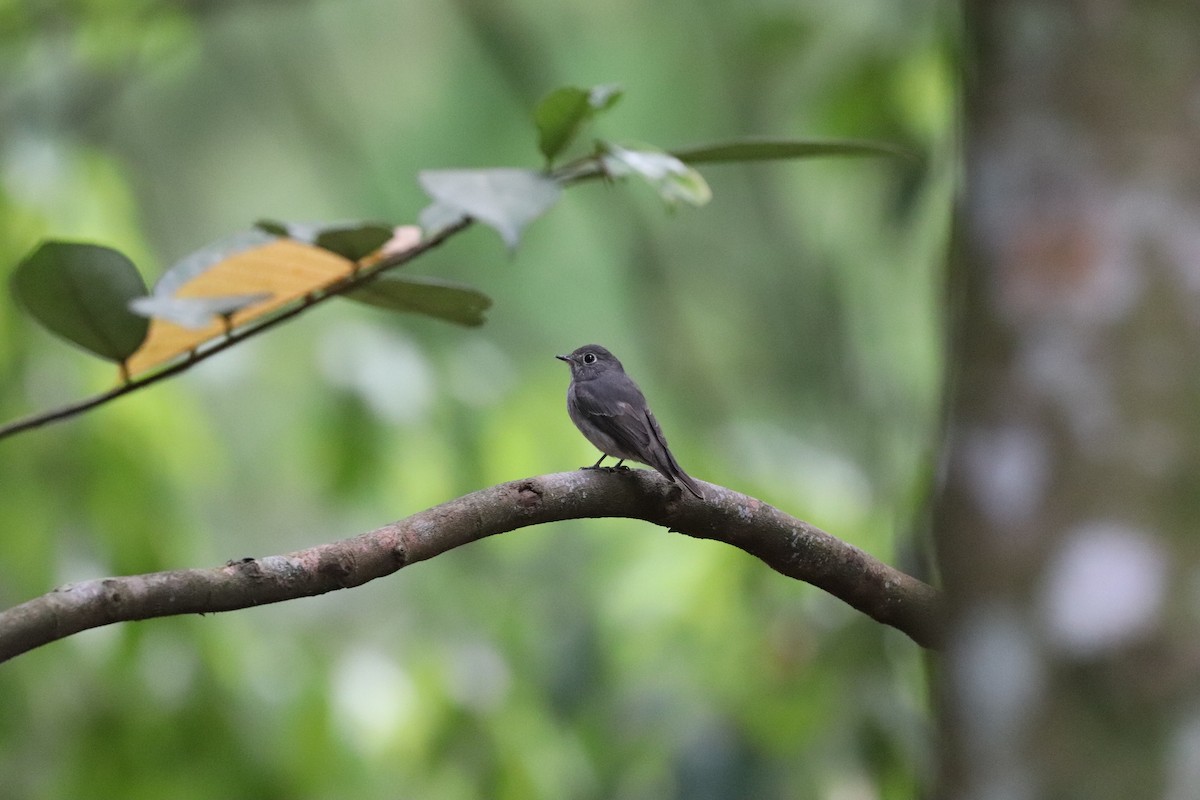 Dark-sided Flycatcher - ML634444748