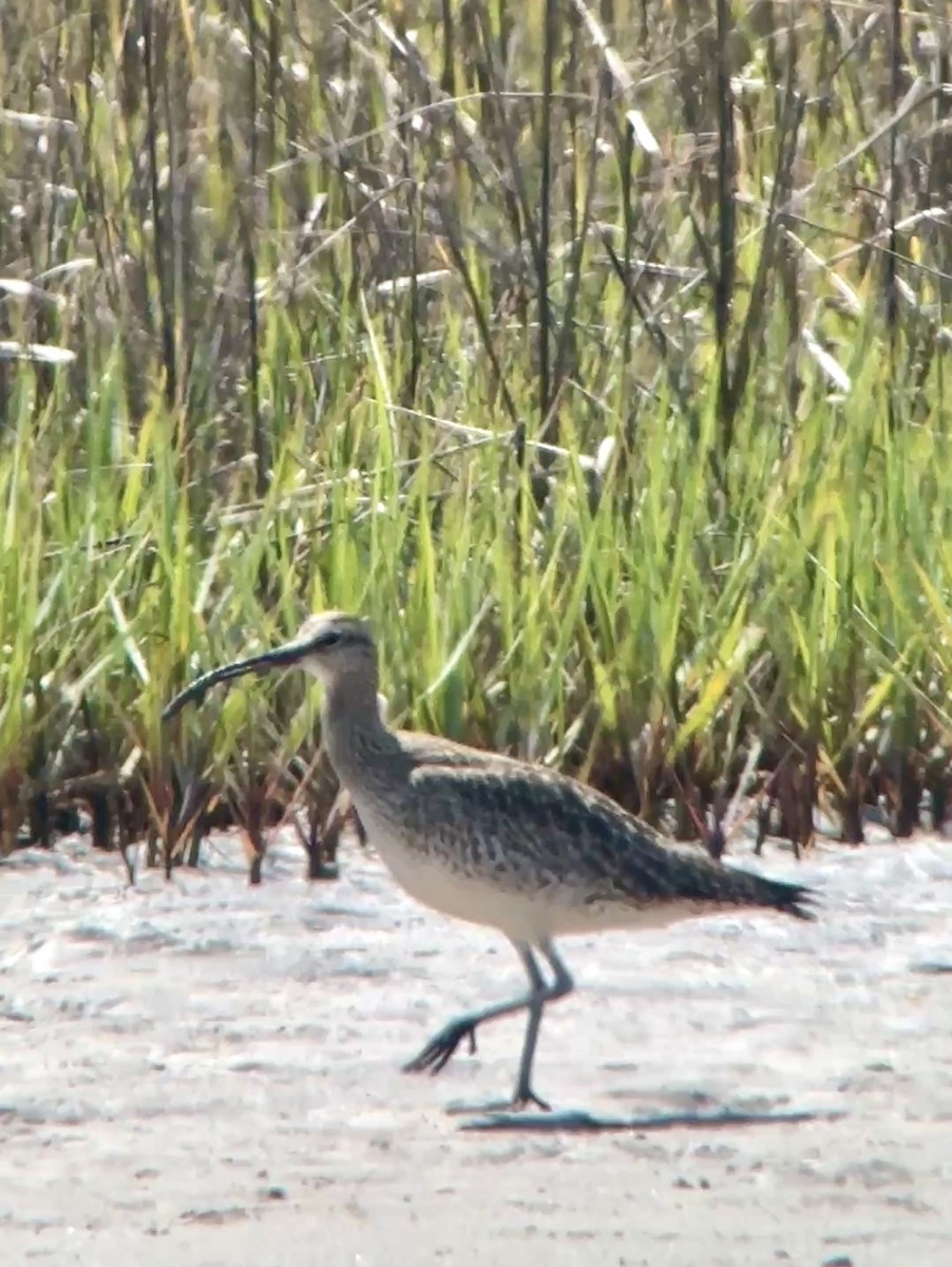 Whimbrel - ML634445053